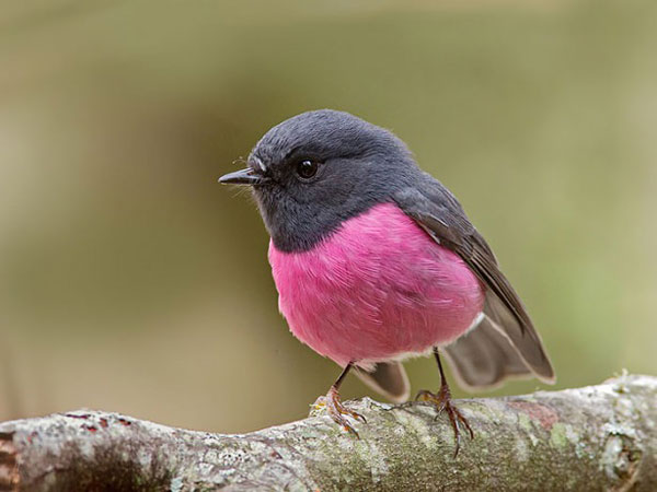 Pembe renkte Kızılgerdan kuşu