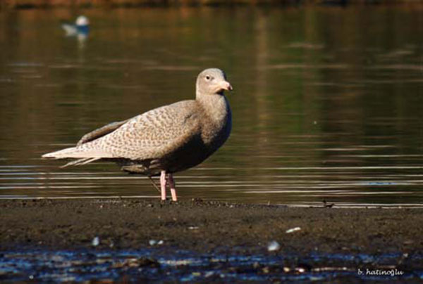 Kutup Martısı (Larushyperboreus), Martıgiller (Laridae) Familyasından Kuzey Yarımkürede Kutup Dairesi çevresinde ve Avrupanın Atlas Okyanusu kıyılarında yaşayan bir martı türüdür.