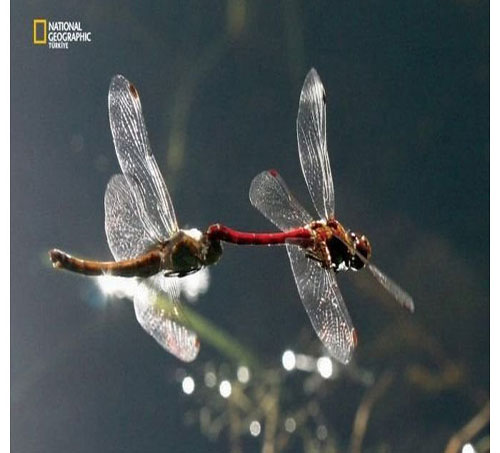 Dünyada en çok fotoğrafçı çalıştıran National Geographic yayınladığı bu fotoğraflarla da dikkatleri çekiyor. İşte National Geographic'in gözünden bir birinden ilginç fotoğraflarla doğal yaşam işte böyle görüntülendi.