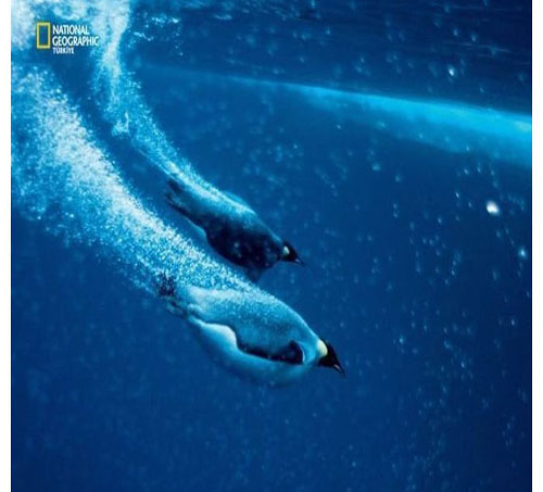 Dünyada en çok fotoğrafçı çalıştıran National Geographic yayınladığı bu fotoğraflarla da dikkatleri çekiyor. İşte National Geographic'in gözünden bir birinden ilginç fotoğraflarla doğal yaşam işte böyle görüntülendi.