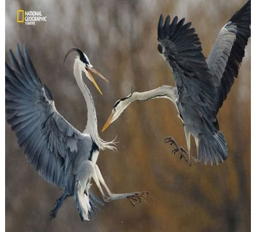 Dünyada en çok fotoğrafçı çalıştıran National Geographic yayınladığı bu fotoğraflarla da dikkatleri çekiyor. İşte National Geographic'in gözünden bir birinden ilginç fotoğraflarla doğal yaşam işte böyle görüntülendi.