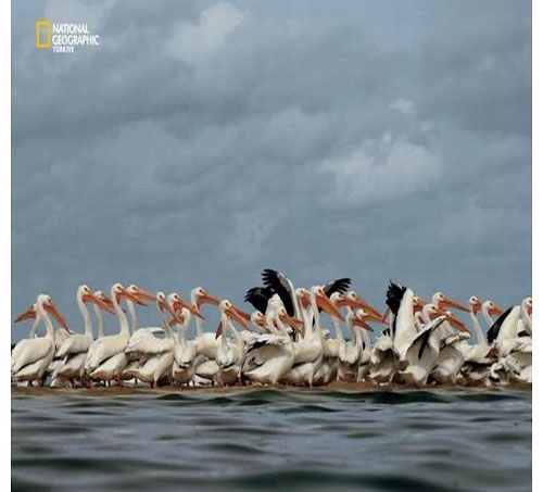 Dünyada en çok fotoğrafçı çalıştıran National Geographic yayınladığı bu fotoğraflarla da dikkatleri çekiyor. İşte National Geographic'in gözünden bir birinden ilginç fotoğraflarla doğal yaşam işte böyle görüntülendi.