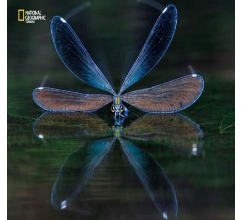 Dünyada en çok fotoğrafçı çalıştıran National Geographic yayınladığı bu fotoğraflarla da dikkatleri çekiyor. İşte National Geographic'in gözünden bir birinden ilginç fotoğraflarla doğal yaşam işte böyle görüntülendi.