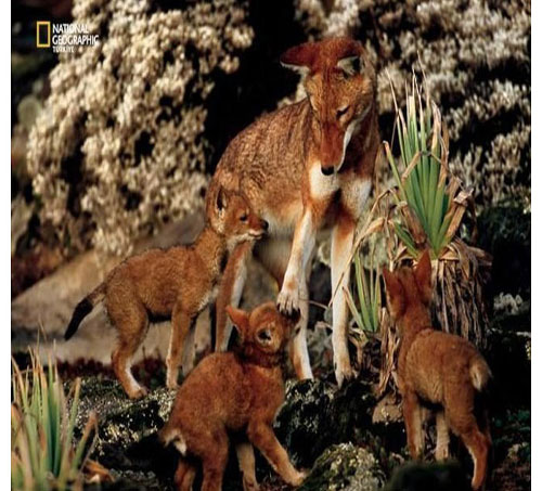 Dünyada en çok fotoğrafçı çalıştıran National Geographic yayınladığı bu fotoğraflarla da dikkatleri çekiyor. İşte National Geographic'in gözünden bir birinden ilginç fotoğraflarla doğal yaşam işte böyle görüntülendi.