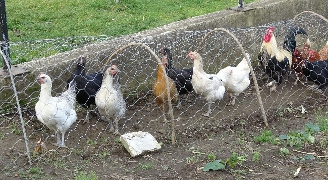 Komşular Arasındaki Tavuk Kavgası ’Tavuk Tüneli’ İle Son Buldu