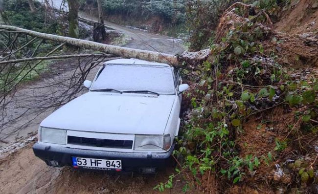Heyelanda Devrilen Ağaç Otomobilin Üzerine Düştü