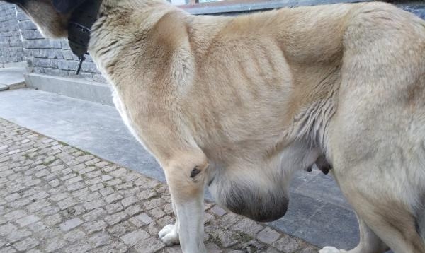 Köpeğin vücudundaki tümör ameliyatla alındı