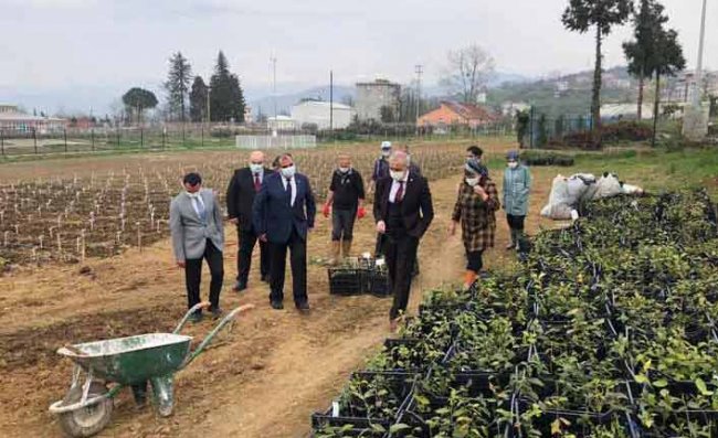 Çay Gen Havuzundaki Çalışmaların Sonbaharda Tamamlanması Planlanıyor