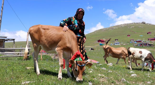 Doğu Karadeniz Yaylaları, Asırlardır Süren Göç Geleneğiyle Şenleniyor