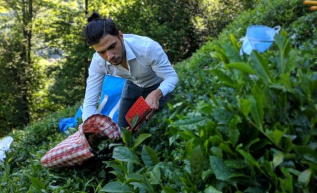 ÇAYKUR 2. sürgün yaş çay kampanyasının ilk gününde bin ton yaş çay aldı