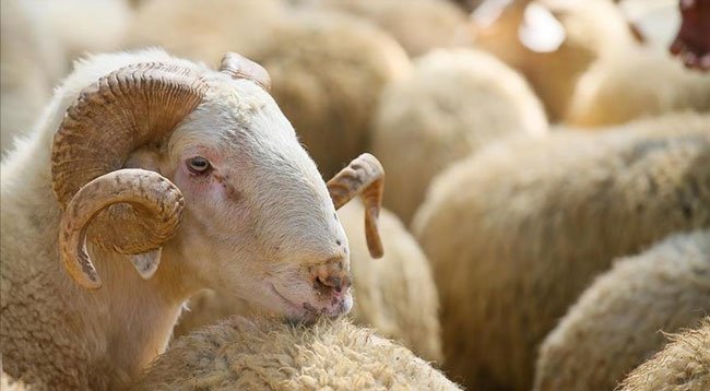 Kurban satış ve kesim yerlerinde Kovid-19 tedbirleri uygulanacak