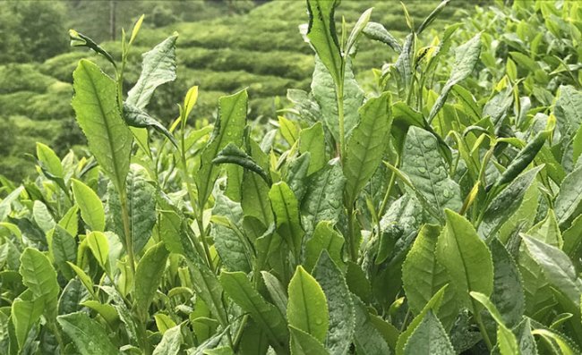 ÇAYKUR, haziran ayı yaş çay bedeli ödemelerine başladı