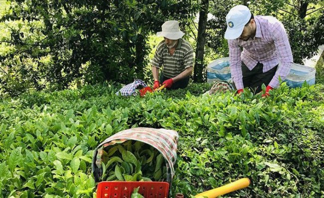 Türkiye'den 9 ayda 115 ülkeye 13,2 milyon dolarlık çay ihraç edildi