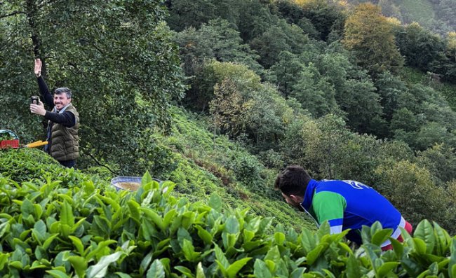 ÇAYKUR, Tarihinin En Yüksek Yaş Çay Alımını Gerçekleştirdi