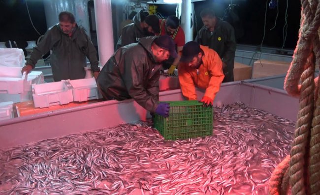 Karadeniz Hamsisi Yüzleri Güldürüyor