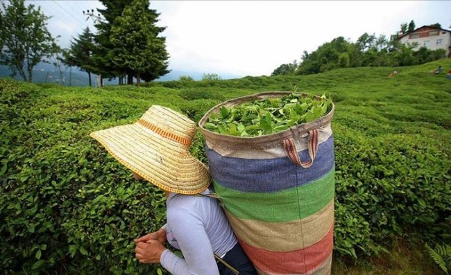 ÇAYKUR, Yaş Çay Alımını Rekorla Tamamladı