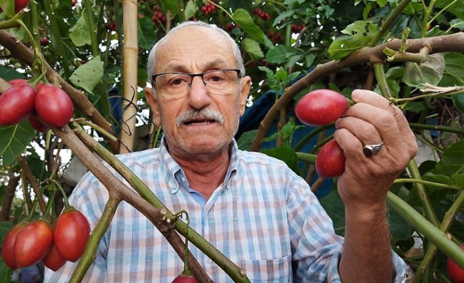 Güney Amerikalı Tamarillo, Rize’yi sevdi