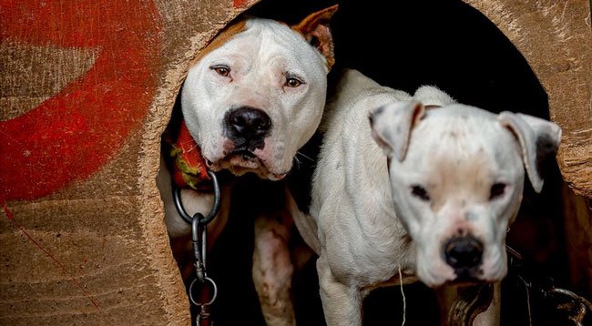 Yasaklı 6 köpek ırkının kayıt altına alınması için yarın son gün