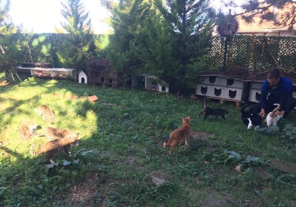 Kiraladığı arsada kurduğu 'Kedi Köyü'nde 200 kediye bakıyor