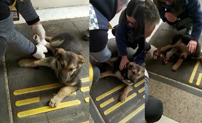 Rize’de yaralı köpeğe acil serviste müdahale