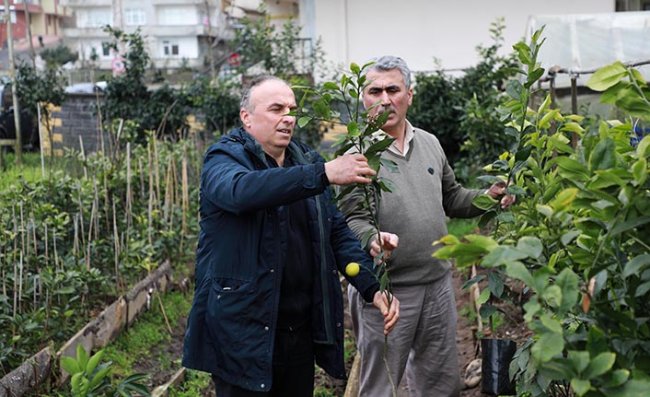 Çay üreticilerinden Muğla'daki ağaçlandırma çalışmalarına destek