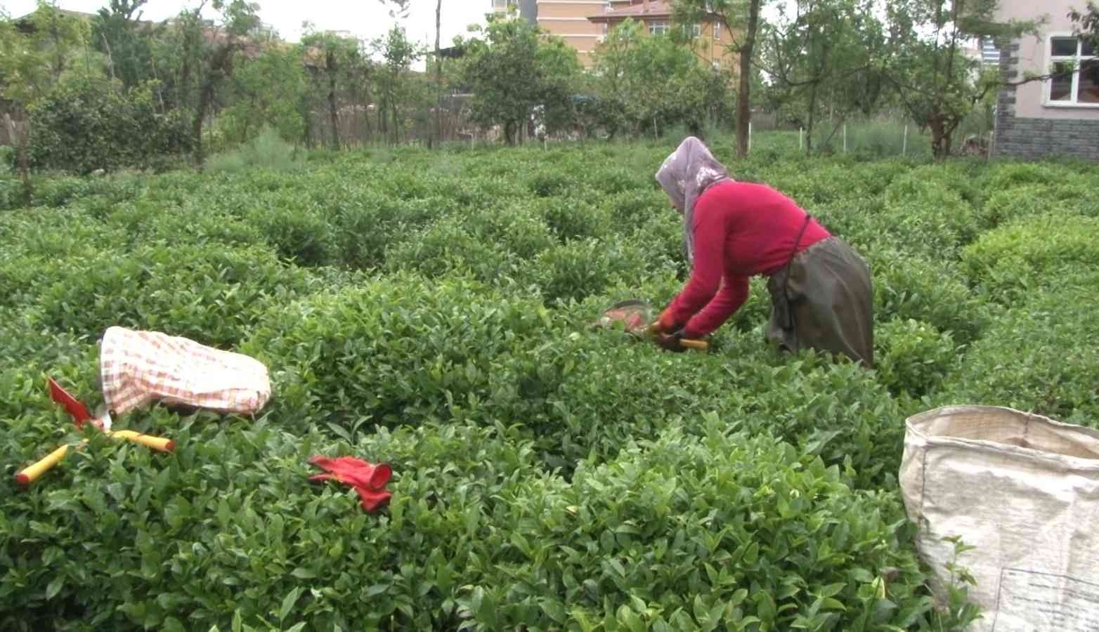 Çayın Birinci Sürgününden Çay Üreticileri Memnun