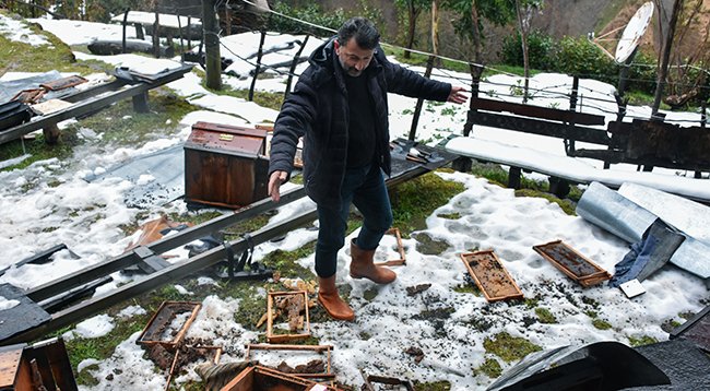 Rize'de Aç Kalan Ayılar Köye İndi, Petekler Zarar Gördü