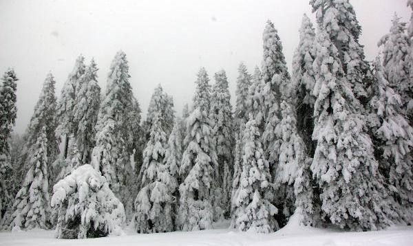 Bolu'nun yüksek kesimlerinde kar yağışı