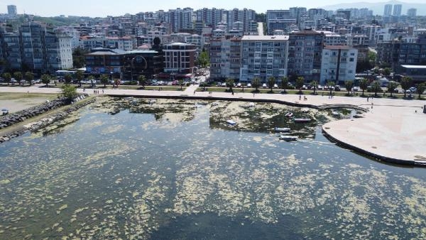 Samsun'da Kurupelit Yat Limanı Yosunla Kaplandı