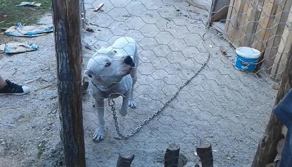 Anne-kıza saldıran yasaklı ırk köpeklerden biri gözlem altında, diğeri aranıyor