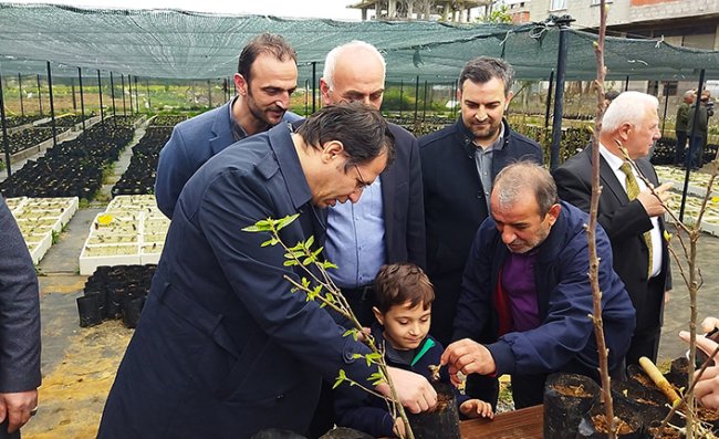 Kestane Ağacı Tohumları Toprakla Buluştu