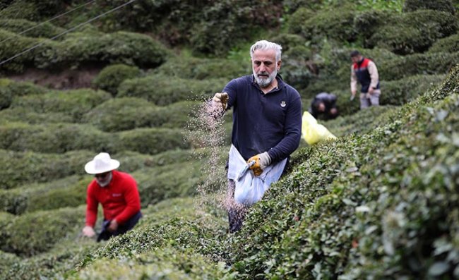 204 Bin Üretici Yaş Çay Sezonuna Hazırlanıyor