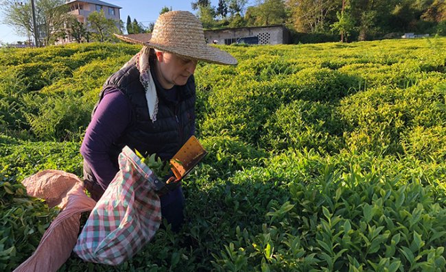 ÇAYKUR İlk Üç Günde Bin 500 Ton Yaş Çay Alımı Yaptı