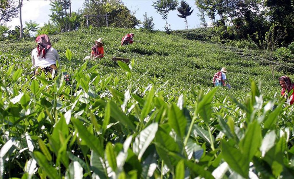 Ulusal Çay Konseyi 2022 Yaş Çay Alım Sezonunu Değerlendirdi