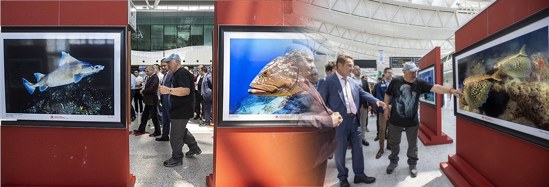 Dünyadaki deniz canlıları, 