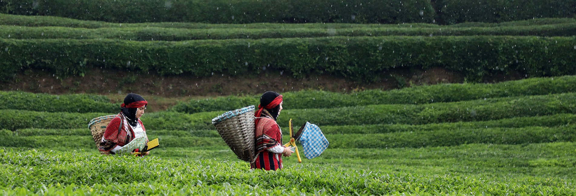 Rize'de Örnek Çay Bahçeleri Turizme Katkı Sağlıyor