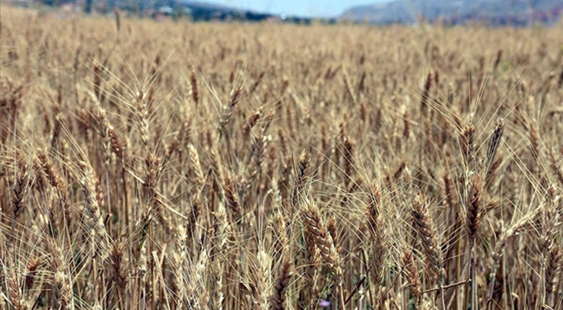 Buğday fiyatındaki yükselişin bu ay sona ermesi bekleniyor