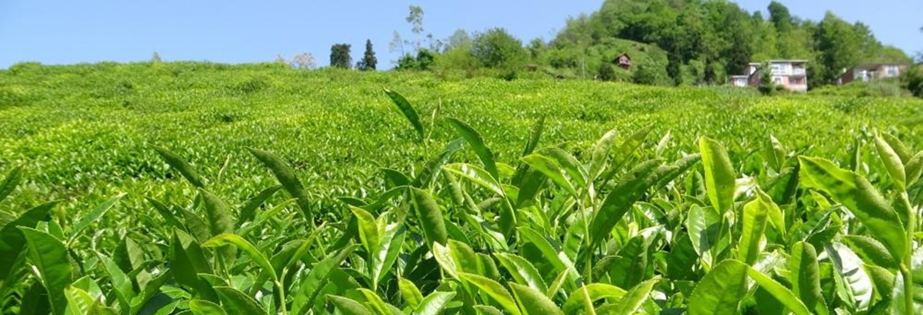 Özel Sektör Çay Alımında ÇAYKUR'u Solladı