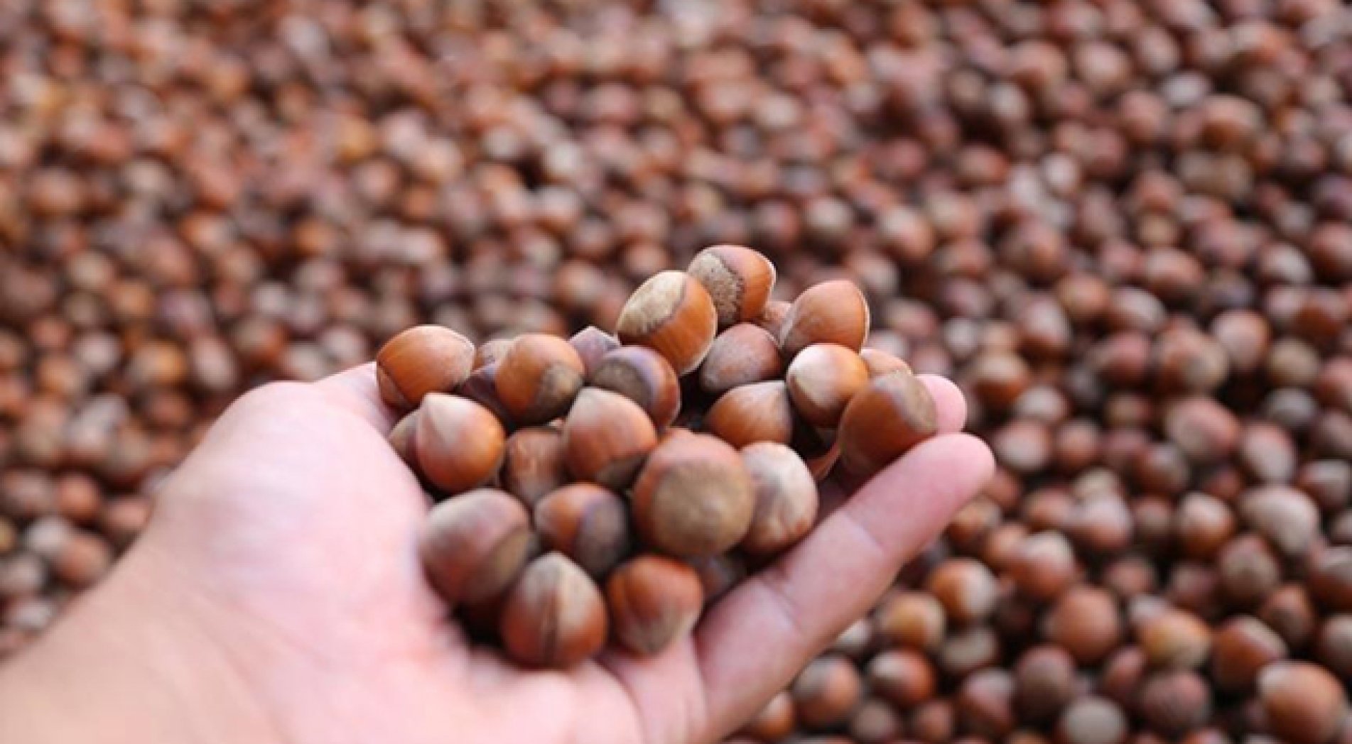 Türk fındığı yılın ilk yarısında 124 ülkede alıcı buldu