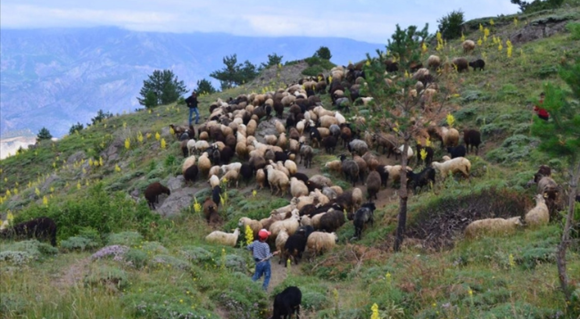 Şehre alışamayıp köyüne dönen besicinin 550 koyunluk sürüsü oldu