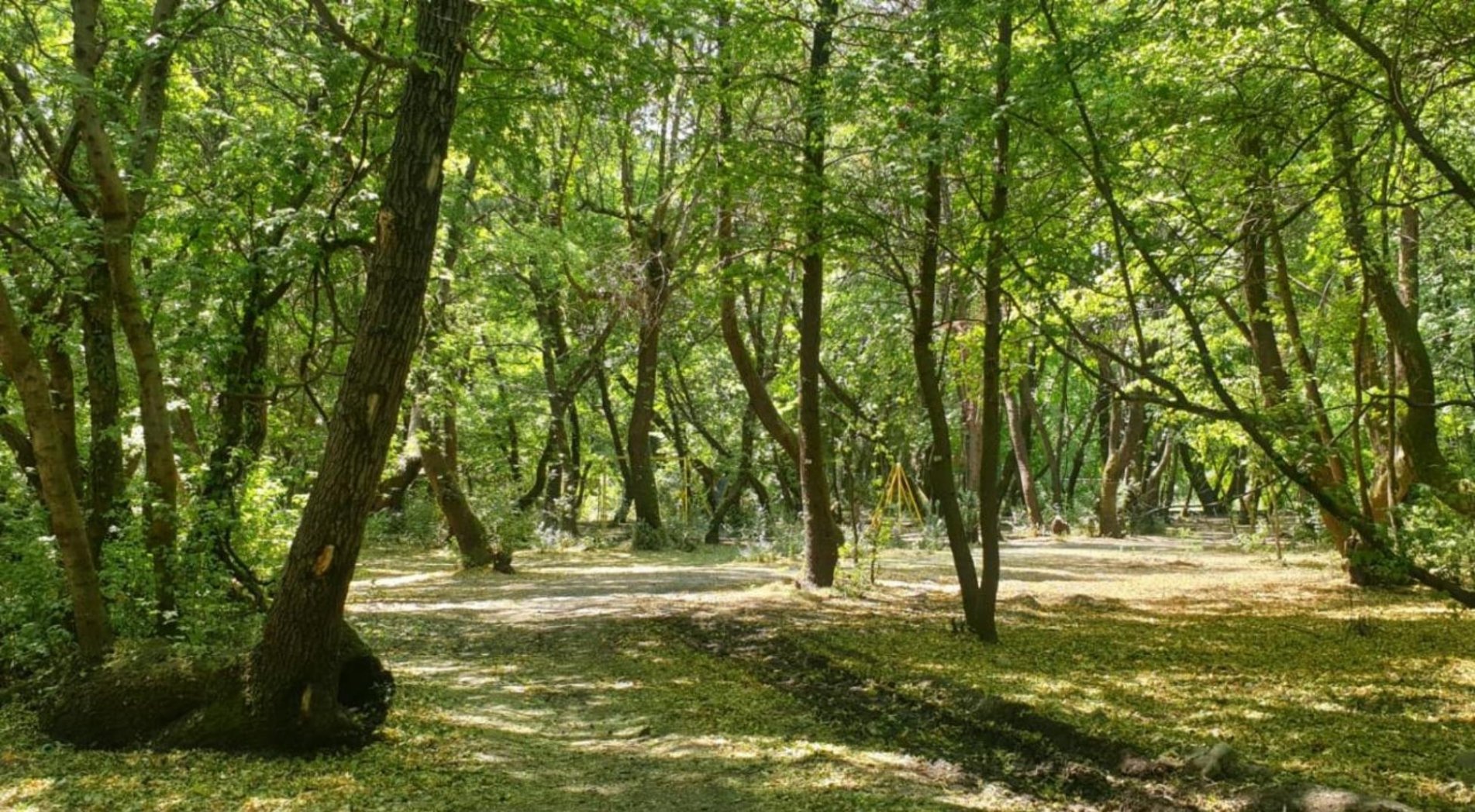 Rize'de ormanlara giriş-çıkış ve ateşli piknik yasaklandı