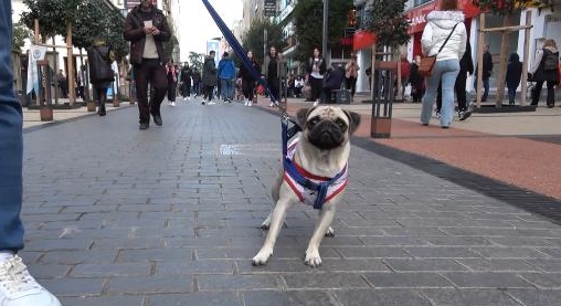 Trabzon'da sahipli köpeklere 'ağızlık' kararı tartışması