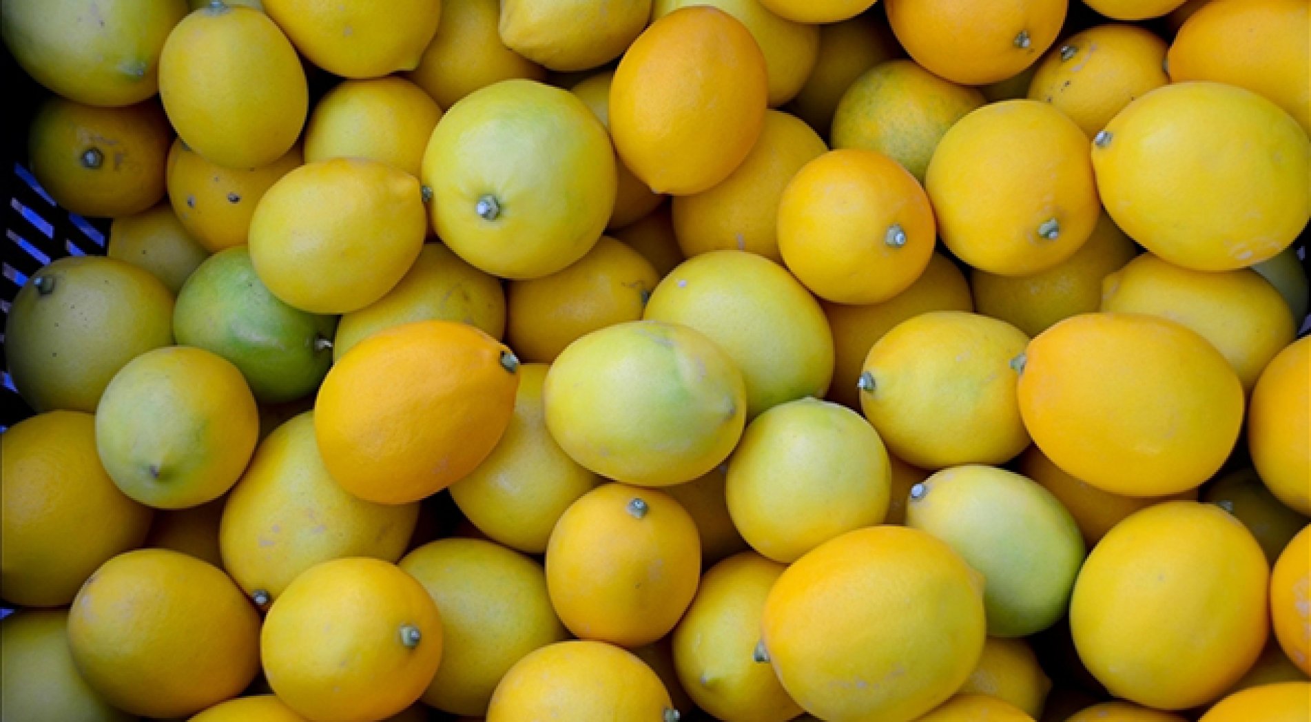 Sezonun ilk limonları 15 Eylül'de ihracat yolcusu