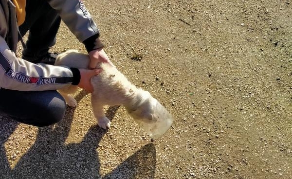 Kafası cam kavanoza sıkışan yavru köpek kurtarıldı