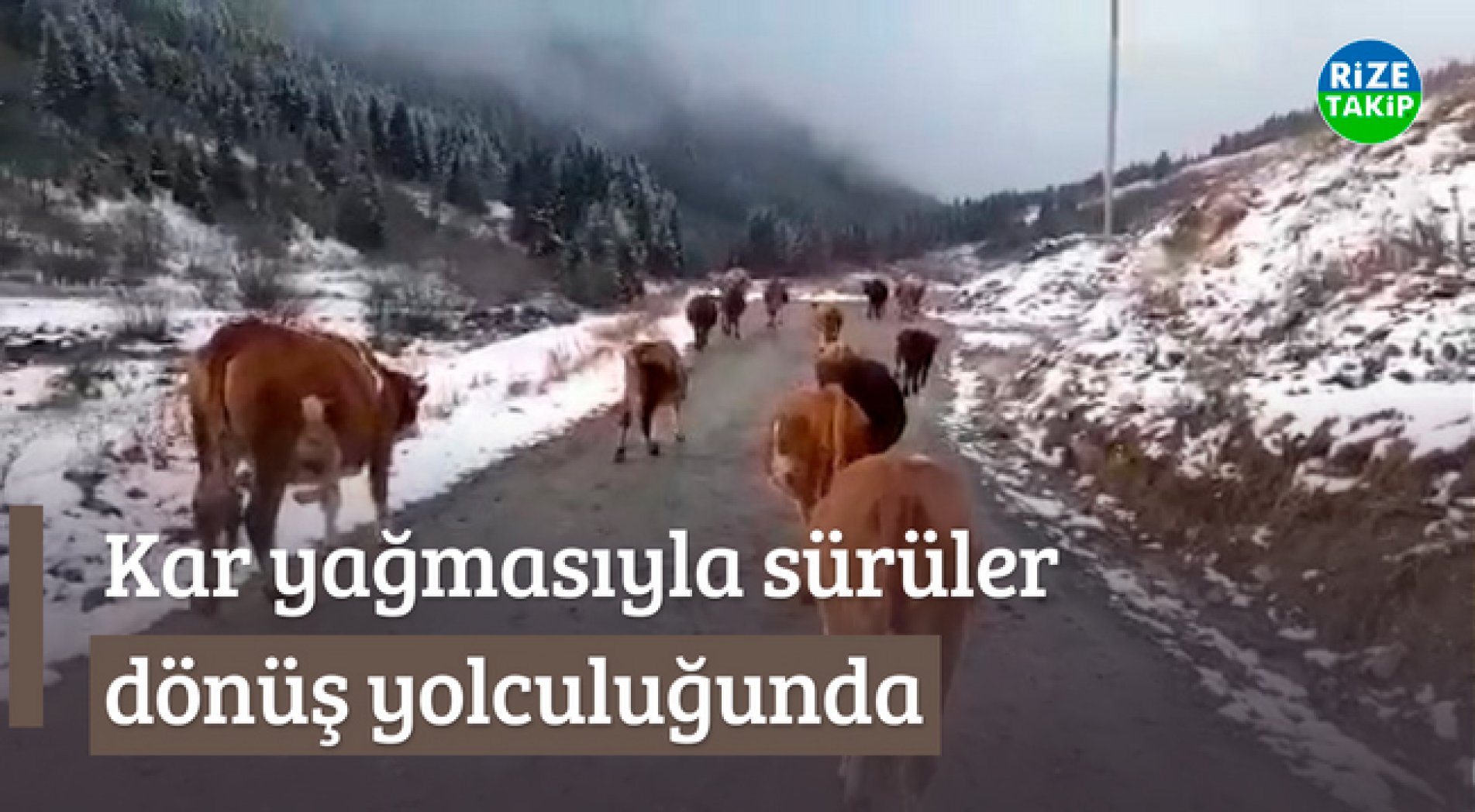 Yaylalara Kar Yağmasıyla Sürülerin Dönüş Yolculuğu Başladı