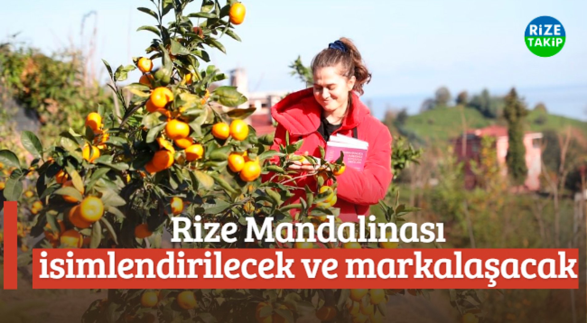 RTEÜ'nün 9 Farklı Mandalina Ürettiği Bahçede Hasat Şenliği Düzenlendi