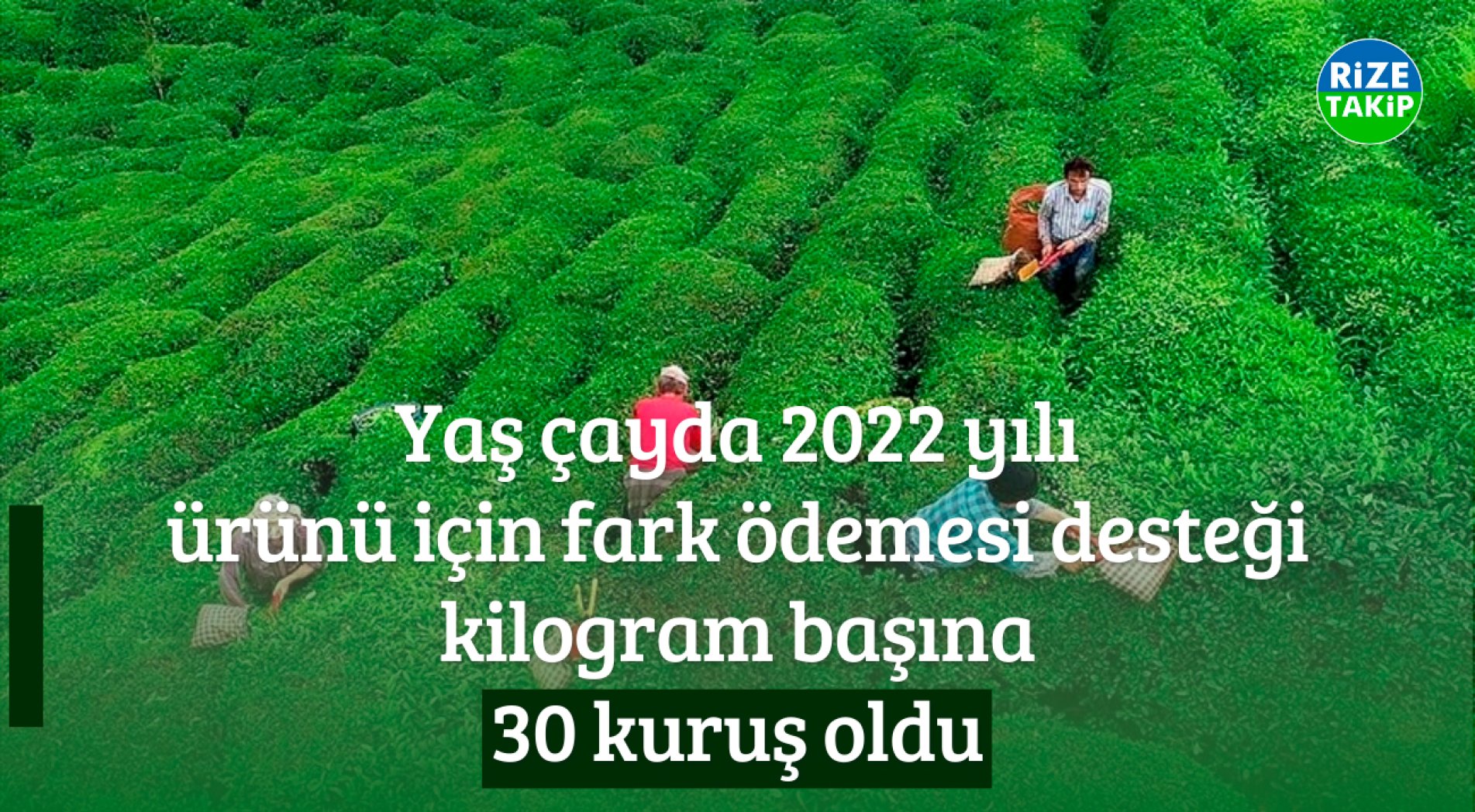 2022 Yılı Ürünü İçin Yaş Çayda Fark Ödemesi Desteği Kilogram Başına 30 Kuruş Oldu