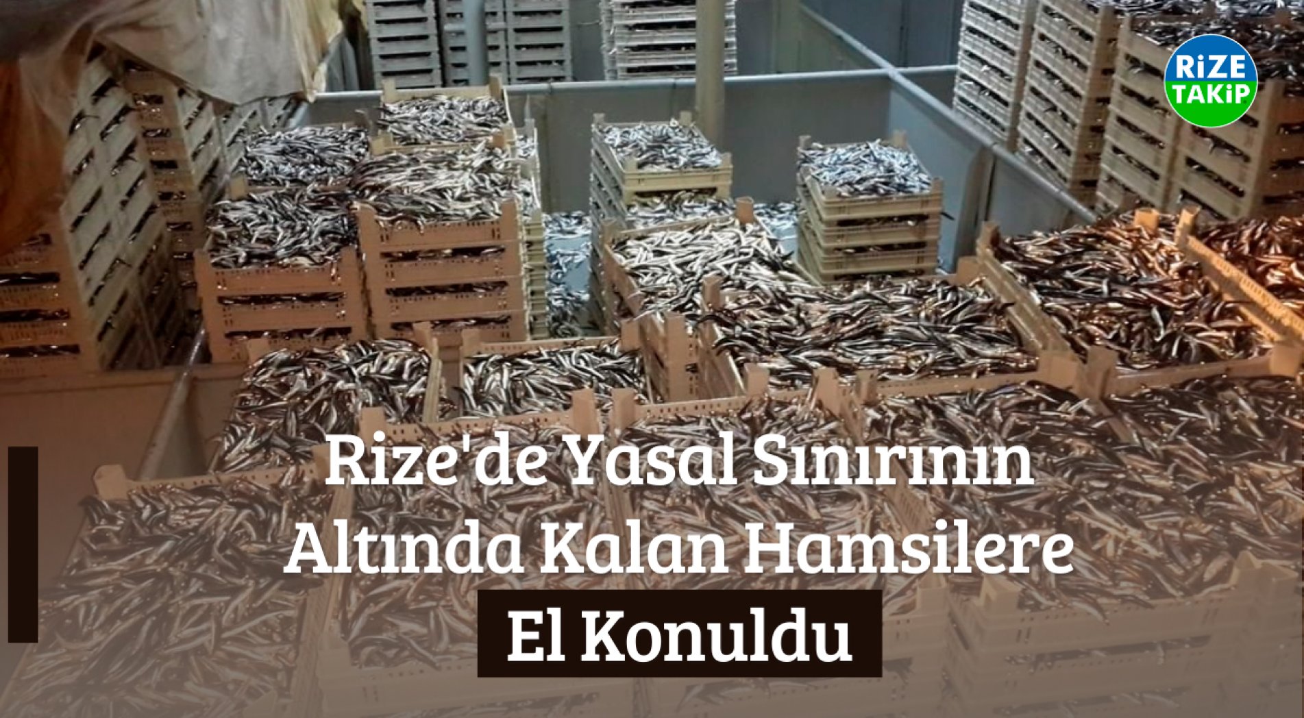 Rize'de Yasal Sınırının Altında Kalan Hamsilere El Konuldu