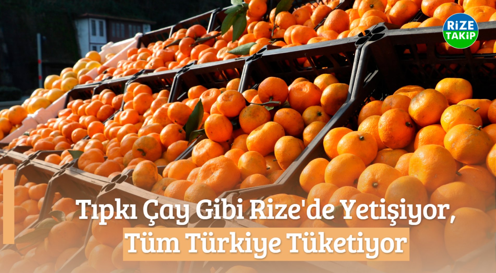 Derepazarı Mandalinası Rize Çayı Gibi Büyük İlgi Görüyor