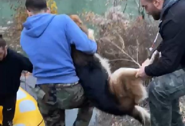 Suların yükseldiği Yusufeli’nde mahsur kalan köpek, botla kurtarıldı